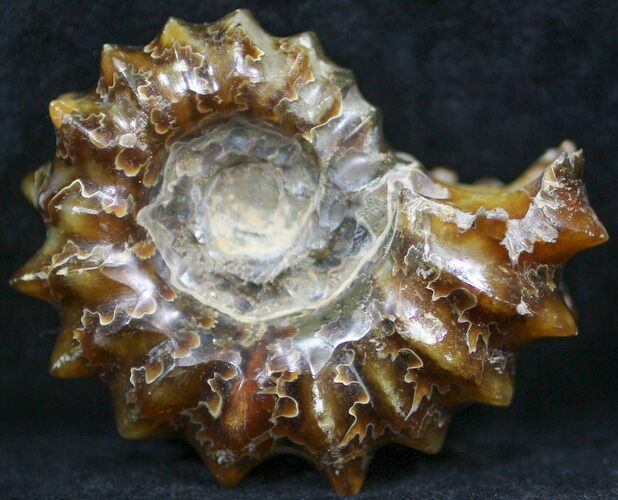 Polished, Agatized Douvilleiceras Ammonite - #29283